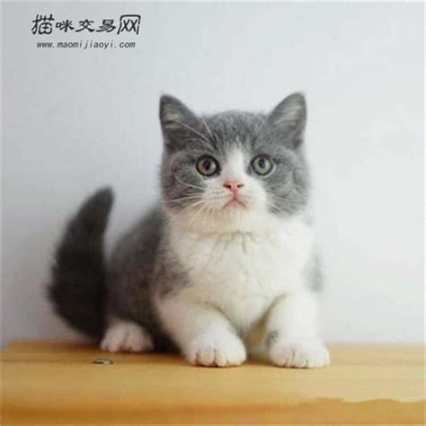 如何挑选一只好的英短蓝白猫？白猫八字猫新浪新闻