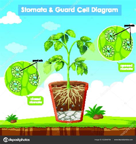 Diagram Showing Stomata Guard Cell Stock Vector by ©YAY_Images 622846784