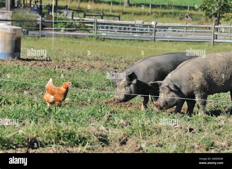 Pig And Chicken Farm Stock Photos Pig And Chicken Farm Stock Images