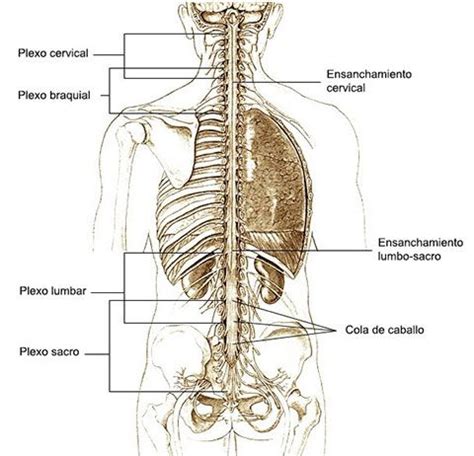 La médula espinal anatomía y fisiología