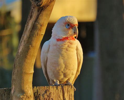 Long Billed Corella Medowie Nsw