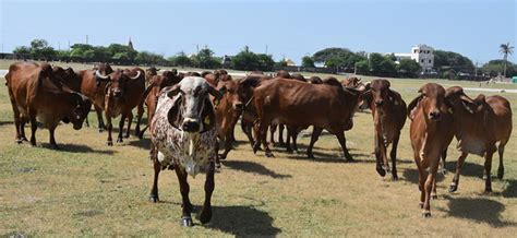 Gir Cow - The Heart of Gujarat: Conservation Efforts of BAIF | BAIF