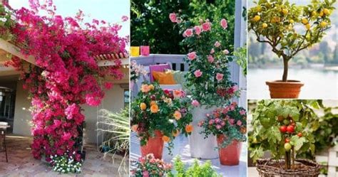 25 Best Terrace Garden Plants | Best Plants for Terrace Garden