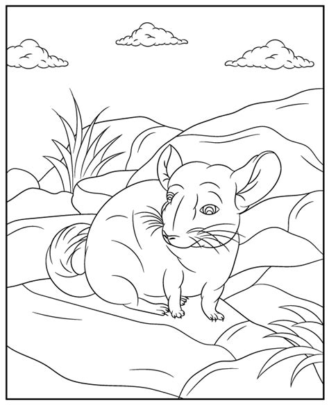 Chinchilla Coloring Page To Print