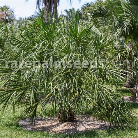 Livistona Decora Ribbon Fan Palm Buy Seeds At