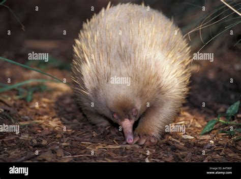 MAMMAL ALBINO ECHIDNA Short beaked Stock Photo - Alamy