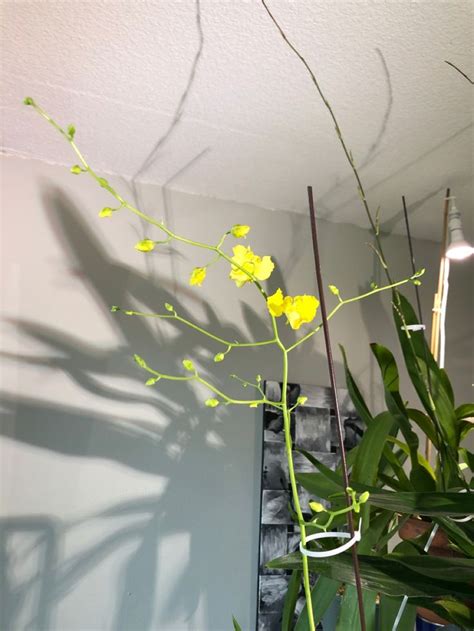 Oncidium Dancing Lady 10 18 2020 Oncidium Orchids Oncidium Orchids