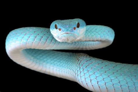 Beware The Impossibly Beautiful Blue Viper