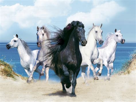 Galloping on the Beach - Horses Wallpaper (40692100) - Fanpop