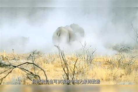 非洲草原两大重量级生物对决，大象和犀牛打架谁更厉害？