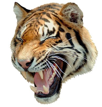 Giant Realistic Flying Tiger - Uncle Grandpa Wiki