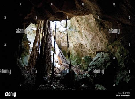 Las Raíces Del árbol Que Crece Dentro De La Cueva Green Grotto Caves Discovery Bay Saint Ann