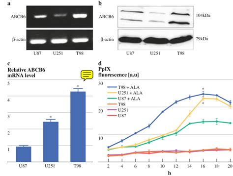 Abcb6 Mrna And Protein Expression In Human Glioma Cell Lines Correlated