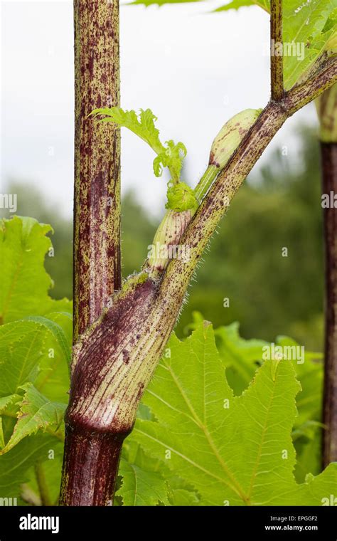 Giant hogweed giant cow parsnip Riesen Bärenklau Riesenbärenklau