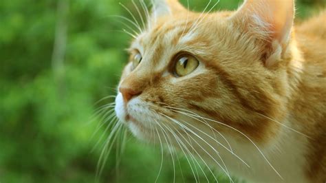 54 Ginger Cat Wallpapers - WallpaperBoat