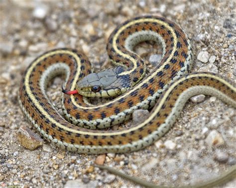 Western Terrestrial Garter Snake Tariq Hamirani Flickr