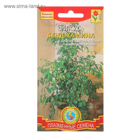 Семена Комнатных Цветов Фото