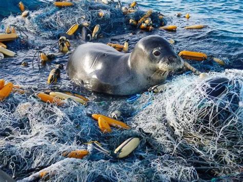 “蛟龙号”带回海洋生物检出微塑料，海洋污染远比你想的严重！