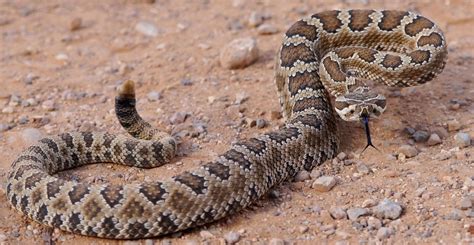 Types Of Venomous Snakes Found In Nevada Id Guide Bird Watching Hq