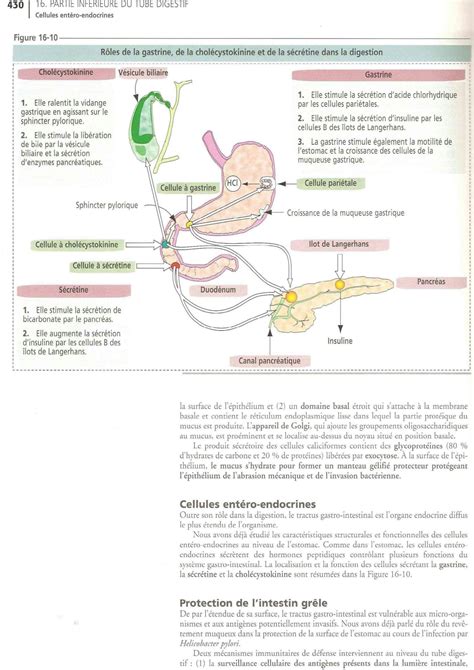 SOLUTION Cours Histologie Et Biologie Cellulaire Glandes Exocrine De