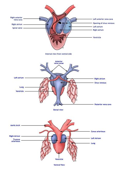 Frog Heart Diagram Back View