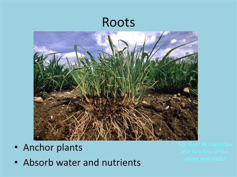 PPT EQ How Do I Describe The Function Of The Stems And Roots