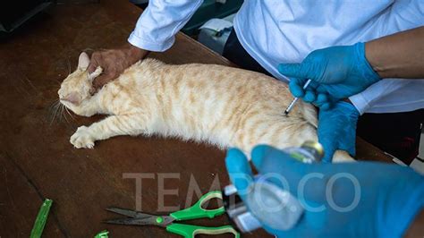 Steril Kucing Lokal Berpemilik Gratis Di Puskeswan Ragunan Foto Tempo Co