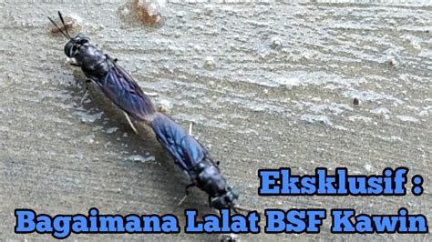 Eksklusif Bagaimana Lalat Bsf Kawin Youtube