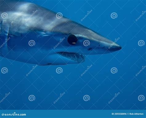 Mako Shark Isurus Oxyrinchus Stock Photo Image Of Swimming Shortfin