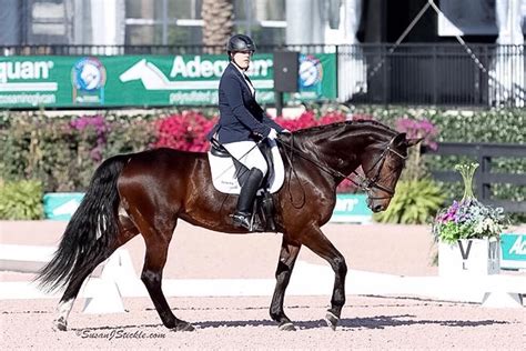 English Horse Riding Lessons In Dallas Fort Worth North Texas