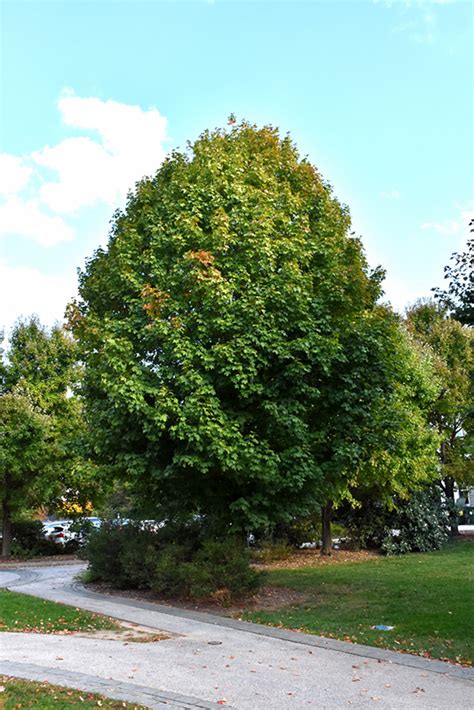 Legacy Sugar Maple Acer Saccharum Legacy In Boston Hopkinton Chelmsford Hingham