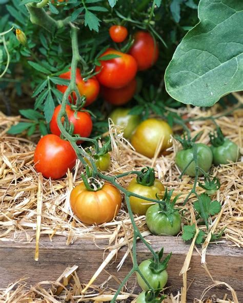 Quand Planter Les Tomates Sous Serre Les M Thodes Infaillibles Pour