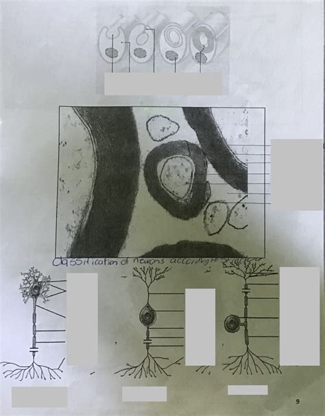 Nervous System Diagram Sheet Pg 9 Part 2 Diagram Quizlet