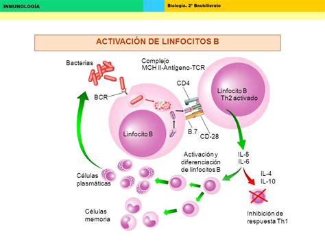 Inmunoligia Linfocitos B Equipo