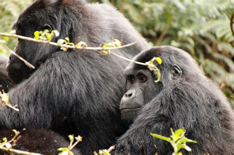 15 Day Gorilla Trekking Tour Visit Burundi Rwanda Uganda