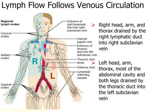 PPT Lab 5 Blood Lymphatics And The Immune Response PowerPoint