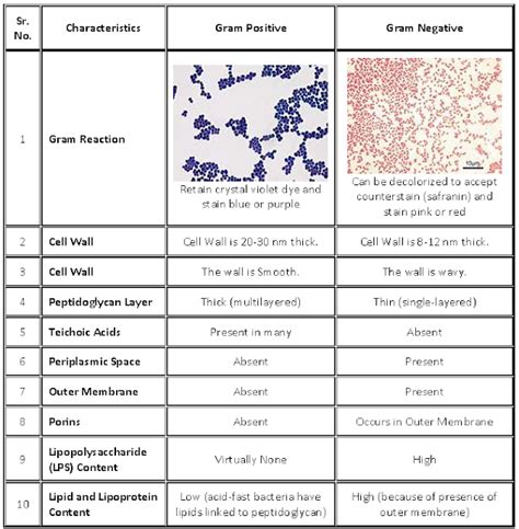 Gram positive vs gram negative bacteria lps - portquick