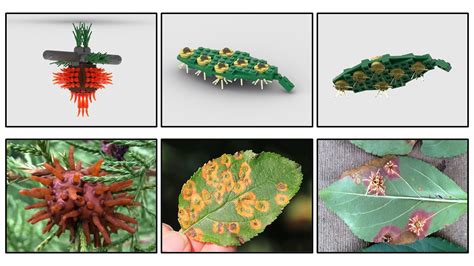 January 2024 New Kits On The Block Plant Disease Diagnostics Clinic