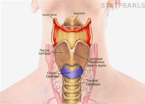 Anatomy Head And Neck Cricoid Cartilage Treatment Management