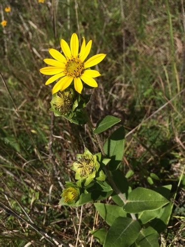 Variety Silphium Dentatum Gatesii · Inaturalist