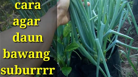 Cara Menanam Bawang Daun Di Polybag Agar Tumbuh Subur Full Sampai