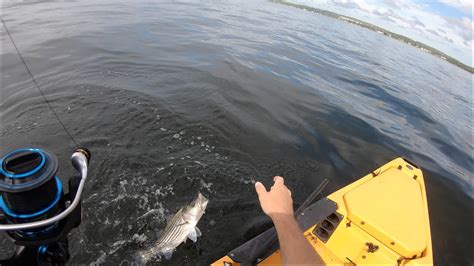 Crazy Striped Bass Feeding Frenzy Spring Fishing Rhode Island 2020