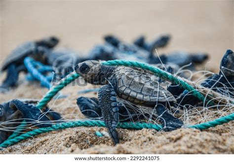 291 Turtles Stuck Images, Stock Photos & Vectors | Shutterstock