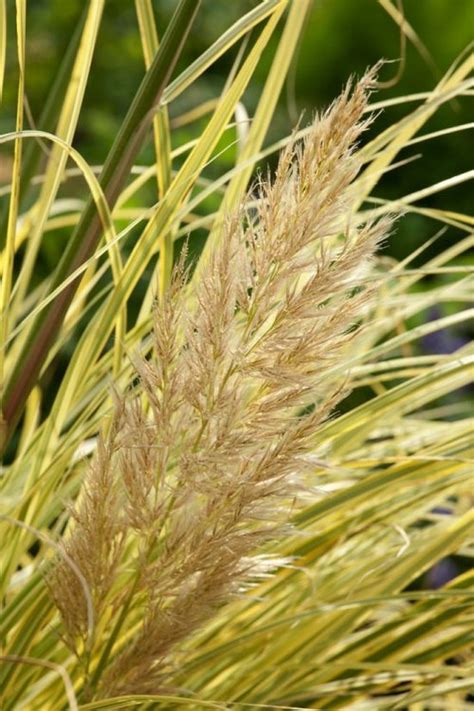 Cortaderia Selloana Splendid Star C Cm Bol