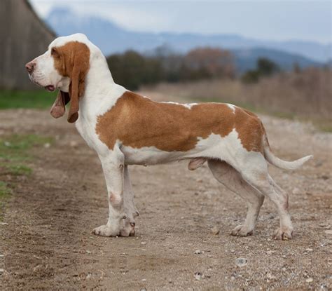 Sabueso Español Dog Breed Information And Pictures Livelife