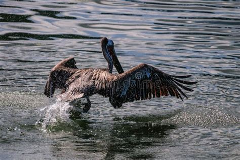 Pelican landing on Water stock image. Image of birds - 94334673