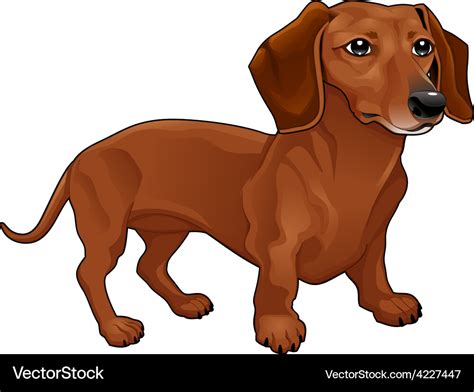 Dachshund Royalty Free Vector Image VectorStock