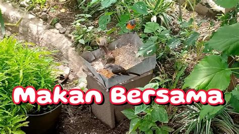 Asyiknya Melihat Burung Burung Di Aviary Sedang Makan Bersama YouTube