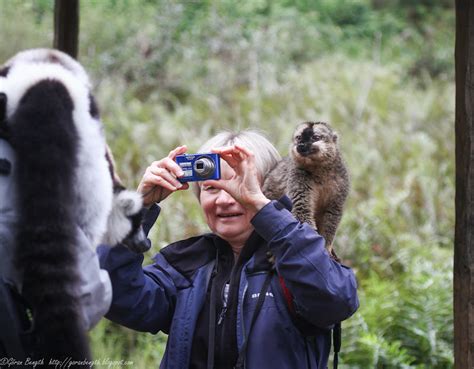 G Ran Bength Foto Vakona Forest Lodge Lemur Island