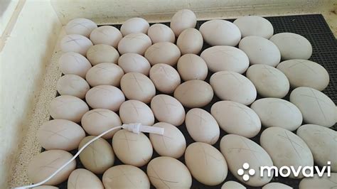 Совместная инкубация утиного и гусиного яйца в инкубаторе Золушка ...